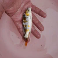 انواع ماهی کوی|ماهی|آمل, |دیوار