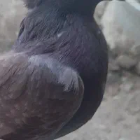 کفتر پرشی|پرنده|موگوئی, |دیوار