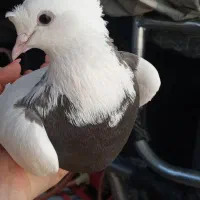 طوقی ماده معاوضه مرغ تخم گذار