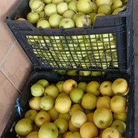 سیب درختی ریز ۲
