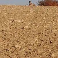 سگ خراسانی|سگ|فاروج, |دیوار