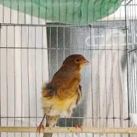 قناری دورگ فر نر سوپر