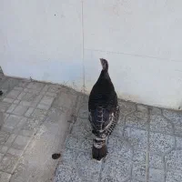 بوقلمون|حیوانات مزرعه|خرمدره, |دیوار