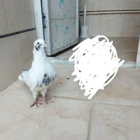 شاپر ماده سینه آبی