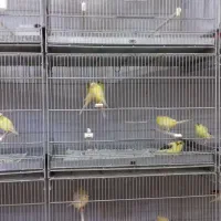 قفس قناری