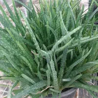 گیاه دارویی|آرایشی، بهداشتی، درمانی|اردبیل, |دیوار