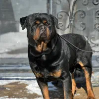 سگ بادیگارد و نگهبان