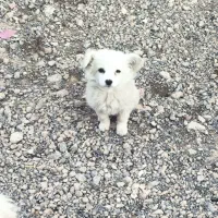 توله سگ سفید و زیبا