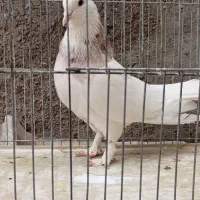 طوقی نر|پرنده|قم, هفت تیر|دیوار