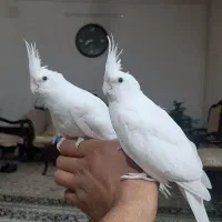 عروس هلندی