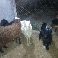 بره