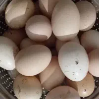 تخمرغ محلی نطفه دار