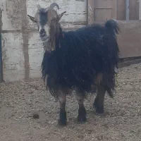 بزغاله ماده داشتی و کشتی|حیوانات مزرعه|شهرکرد, |دیوار