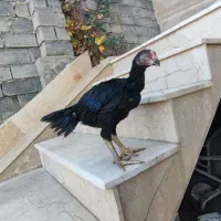 جوجه لاری اصیل|حیوانات مزرعه|سردشت, |دیوار