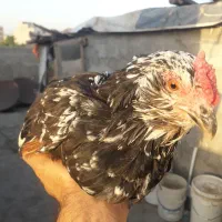 مرغ گلین لری ۳ عدد