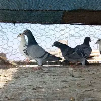 کبوتر المانی