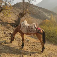 اسب ترکمن|اسب و تجهیزات اسب‌سواری|آسارا, |دیوار