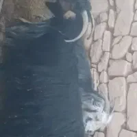 بز گله داری