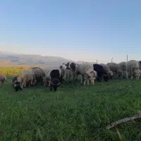 گوسفند نر پروار برای عید قربان