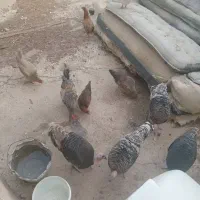 مرغ،خروس،بوقلمون