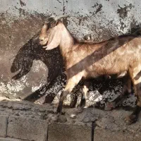 بز ماده|حیوانات مزرعه|بندر ماهشهر, |دیوار