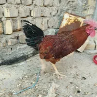 سلام یک عدد خروس سالم درشت گوشتی|پرنده|قم, تعویض پلاک|دیوار