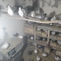 کبوترپرشی|پرنده|خلخال, |دیوار