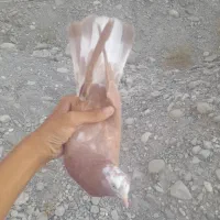 کفتر پیدا کردیم خاهشن هر چه زودتر صاحبش زنگ بزنه|حیوانات|میناب, |دیوار