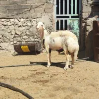 بره قوچ خال سیاه  پوست گاوی