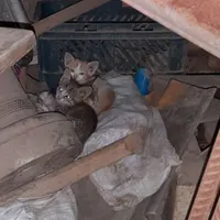 گربه
