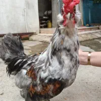 (فروش ۲ خروس و ۱ مرغ مینیاتوری)