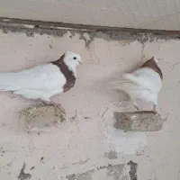 کفتر طوقی|پرنده|مشهد, هفده شهریور|دیوار