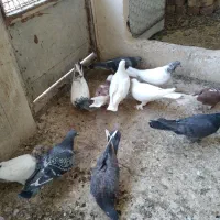 کبوتر فروشی|پرنده|قم, نخودی|دیوار