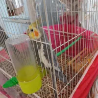 عروس هلندی نروماده