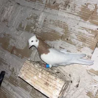 دوکت سرخ نر طوقی ماده|پرنده|قزوین, |دیوار