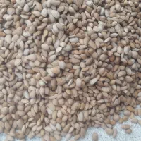 بادام|خوردنی و آشامیدنی|نیشابور, بزرگمهر|دیوار