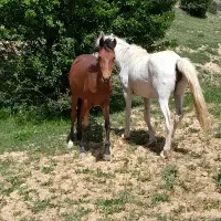 مادیان با کره ماده