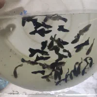 ماه گپی