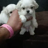 ماتیز عروسکی چشم دکمه ای