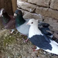 چهارعدد کبوتر