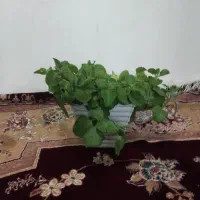 گل کربلایی