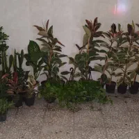گل فیکوس طلایی گلدان بزرگ یک متری ابلق