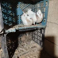 کبوتر طوقی جوجه|پرنده|گنبد کاووس, |دیوار