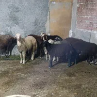 فروش بره گوسفند