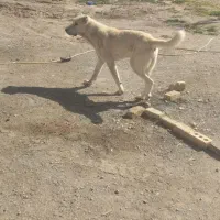 سگ نگهبان|سگ|نهبندان, |دیوار