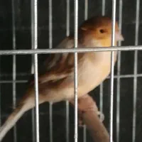 قناری نر|پرنده|شیراز, سلطان آباد|دیوار