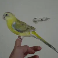 یک عدد طوطی اوازه خوان نر جوان آماده دستی و ...|پرنده|ابهر, |دیوار