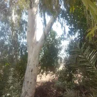 خرید درخت اکالیپتوس با بهترین قیمت