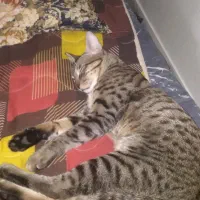 سلام گربه ام گم شده به بیرون عادت نداره