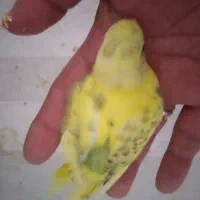 جوجه مرغ عشق سرلاکی